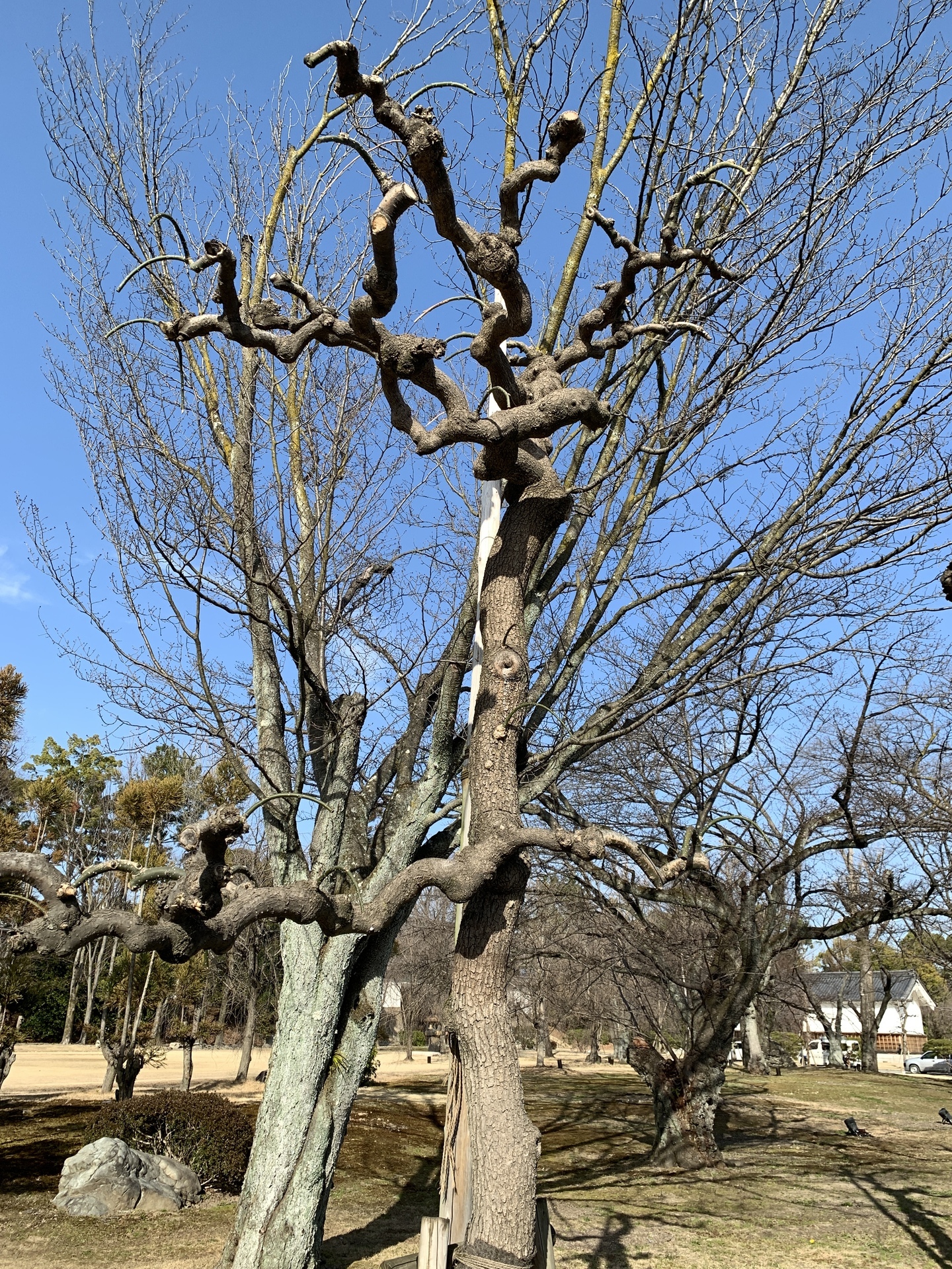 二条城 の植物 京都市 Meikeiの日暮らし No 2